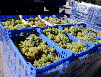 ASAE apreende 52 toneladas de uva - Operação - Vinhos ‘18 