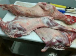 ASAE instaura 7 processos crime por abate ilegal de animais em Operação Natal