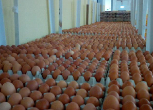 ASAE apreende cerca de 402 mil ovos
