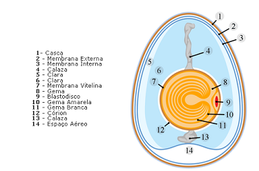 Figura 1: Componentes do ovo (Fonte: http://mimvet.blogspot.pt/2015/07/is-ii-ovos.html) Figura 1: Componentes do ovo (Fonte: http://mimvet.blogspot.pt/2015/07/is-ii-ovos.html)