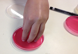 O Laboratório da ASAE vai à escola - Projeto Mãos Limpas