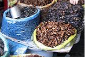 Perfil de risco relacionado com produção e consumo de insetos como alimento para alimentação humana 