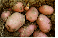 Batata para consumo humano e batata-semente Batata para consumo humano e batata-semente