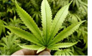 Cânhamo (Cannabis sativa) e/ou CBD (canabidiol) em Alimentos Cânhamo (Cannabis sativa) e/ou CBD (canabidiol) em Alimentos