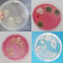 O Laboratório de Segurança Alimentar da ASAE colabora na prevenção da COVID19 O Laboratório de Segurança Alimentar da ASAE colabora na prevenção da COVID19