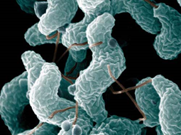 Campylobacter 