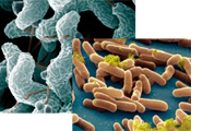 Campylobacter e Salmonella