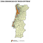 ASAE no controlo da praga Trioza Erytreae em citrinos