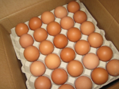 ASAE apreende mais de 426.000 ovos na Região Centro