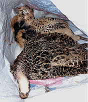 ASAE detém suspeito de abate clandestino de aves (faisões) em estabelecimento de restauração