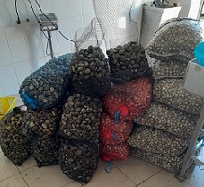 ASAE apreende 700 kg de Moluscos Bivalves Vivos