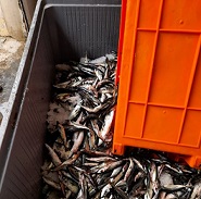 ASAE apreende 2 toneladas de pescado e suspende atividade de 3 unidades de tratamento