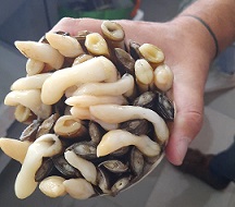 ASAE desmantela depuradora de bivalves e entreposto frigorífico ilegais e apreende 1,4 toneladas de
