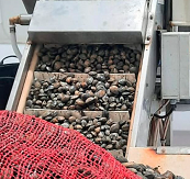 ASAE apreende 4,5 Toneladas de Moluscos Bivalves Vivos 