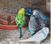 ASAE apreende 73 aves exóticas num espaço ilegal - 