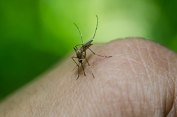 Relatório Anual de Zoonoses na União Europeia “One Health 2022” Relatório Anual de Zoonoses na União Europeia “One Health 2022”