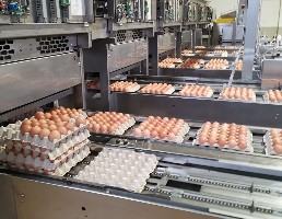 ASAE-apreende-mais-de-112.500-ovos