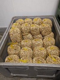 ASAE apreende mais de 6 toneladas de caracóis