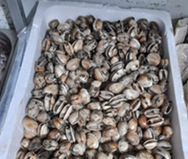 ASAE apreende mais de 400 kg de moluscos bivalves em Estabelecimentos de Comércio a Retalho e Mercad