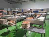 ASAE apreende mais de 114.600 mil ovos num estabelecimento ilegal