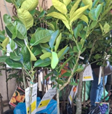 ASAE fiscaliza plantas de citrinos - Operação Trioza