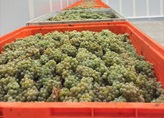 ASAE apreende 10 toneladas de uvas introduzidas ilegalmente na Região Demarcada do Douro