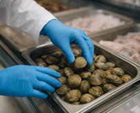 ASAE assegura segurança alimentar na venda de moluscos bivalves vivos - Operação MERCURIUS