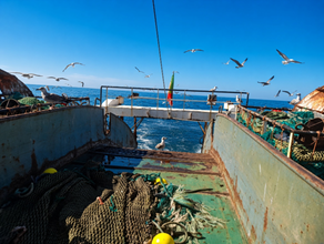 ASAE fiscaliza segurança alimentar em navios-fábrica - Operação Pescado Seguro