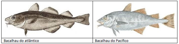 O Bacalhau e a Autenticidade Alimentar O Bacalhau e a Autenticidade Alimentar